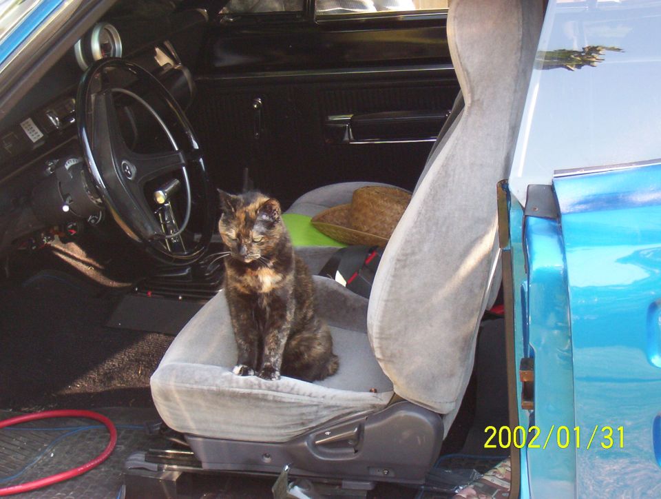 Pepper.  Sitting in my Dodge Coronet.  She passed away last Spring.  R.I.P. Pepper.