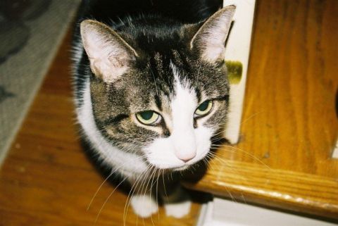 2003 Ford Crown Victoria - Penny. She is a pretty cat, but has the most annoying meow.