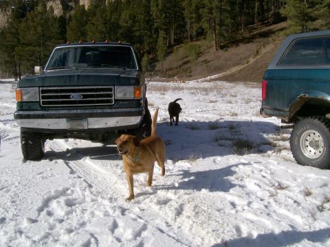 1990 Ford Bronco - A dark green Ford Bronco is parked in a snowy, wooded area. A light brown dog stands in the foreground, facing the camera, while a black do…