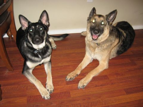 1978 Ford Bronco - Two German Shepherd dogs are resting on a hardwood floor indoors.