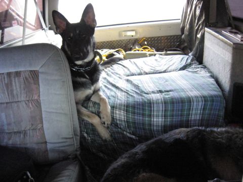 1978 Ford Bronco - A dog rests on a plaid blanket inside a vehicle, with another dog visible in the foreground.