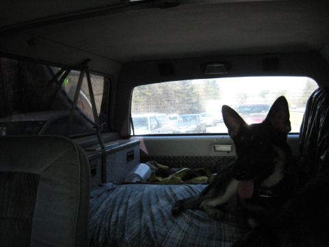 1978 Ford Bronco - A dog sits in the back of a vehicle, looking out the window at other vehicles parked outside.