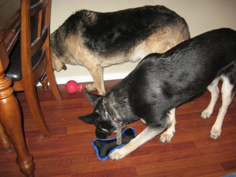 1978 Ford Bronco - Two dogs are playing with their toys on a wooden floor indoors.