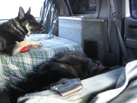 1978 Ford Bronco - Two dogs relax inside a vehicle, one alert and the other sleeping, on a plaid-covered surface.