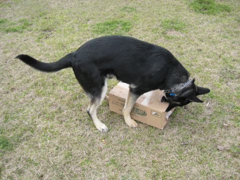 1978 Ford Bronco - A dog investigates a cardboard box in a grassy yard.