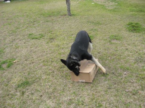 1978 Ford Bronco - A dog investigates a cardboard box in a grassy outdoor area.