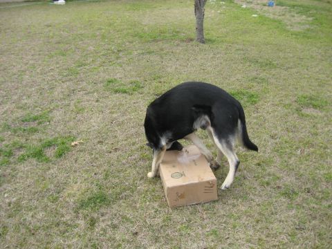 1978 Ford Bronco - A dog is curious about a cardboard box in a grassy outdoor area.