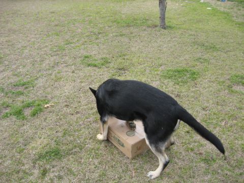 1978 Ford Bronco - A dog is standing on a cardboard box in a grassy outdoor area.