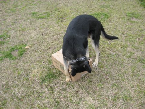 1978 Ford Bronco - A dog investigates a cardboard box in a grassy yard.