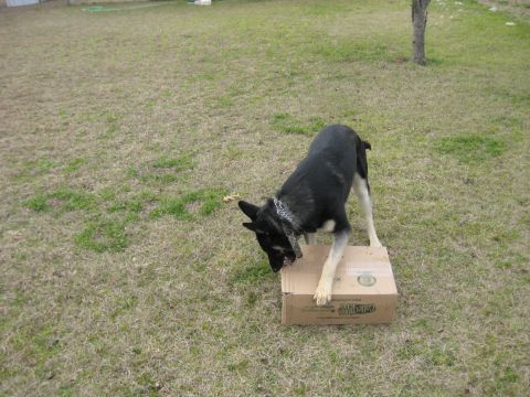 1978 Ford Bronco - A dog interacts with a cardboard box in an outdoor setting.