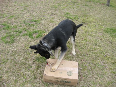 1978 Ford Bronco - A dog is actively engaged with a damaged cardboard box in an outdoor setting.