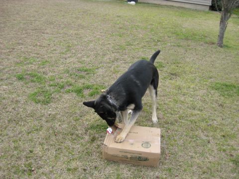 1978 Ford Bronco - A dog interacts with a cardboard box in an outdoor setting.