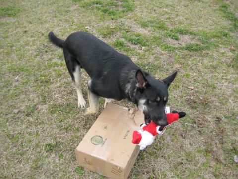 1978 Ford Bronco - A dog plays with a stuffed toy next to a cardboard box in a grassy yard.