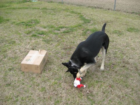 1978 Ford Bronco - A dog plays with a toy in a yard next to a cardboard box.