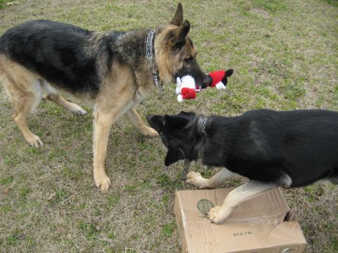 1978 Ford Bronco - Two German Shepherd dogs are engaged in play with a stuffed toy and a cardboard box in a grassy outdoor area.