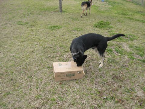 1978 Ford Bronco - Two dogs interact with a cardboard box in a grassy outdoor area.