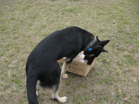 1978 Ford Bronco - A dog investigates a package on a grassy lawn.