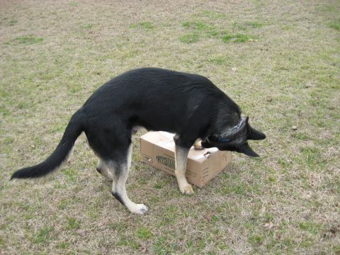 1978 Ford Bronco - A black and tan German Shepherd investigates a cardboard box in a yard.