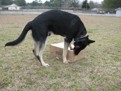 1978 Ford Bronco - A dog investigates a cardboard box in an outdoor setting.