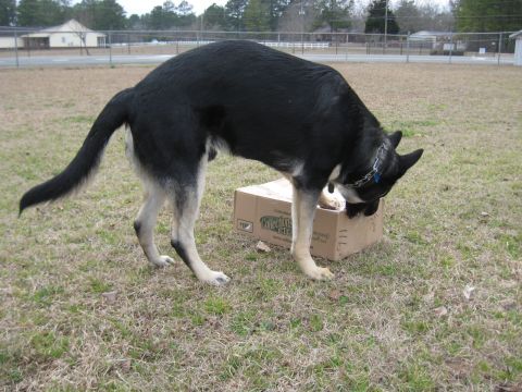 1978 Ford Bronco - A dog investigates a cardboard box in an outdoor grassy area.