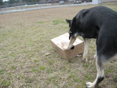 1978 Ford Bronco - A dog interacts with a damaged cardboard box in an outdoor grassy area.