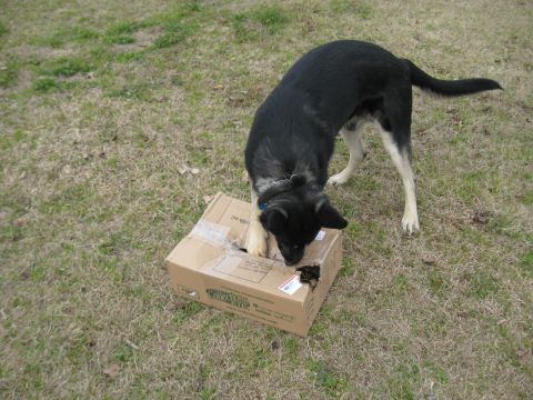 1978 Ford Bronco - A dog curiously explores a damaged cardboard box in a grassy yard.