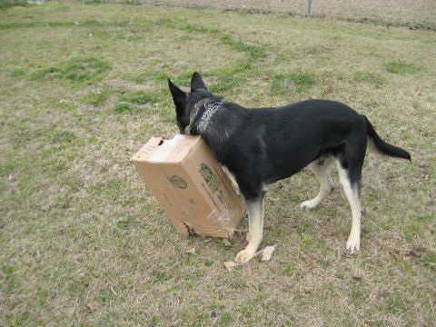 1978 Ford Bronco - A dog plays with a damaged cardboard box in a yard.