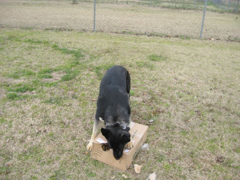 1978 Ford Bronco - A dog investigates a box in an outdoor area with a chain-link fence in the background.