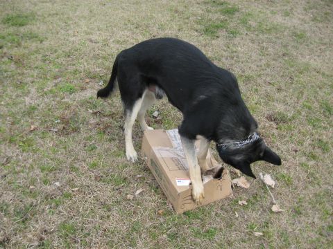1978 Ford Bronco - A dog is curious about a cardboard box lying on the grass, possibly recently mowed, grass.