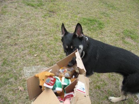 1978 Ford Bronco - Dog investigates a box of holiday-themed dog toys on a grassy lawn.