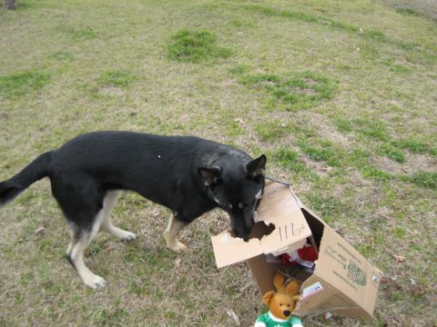 1978 Ford Bronco - A dog investigates a box filled with items, including a teddy bear.