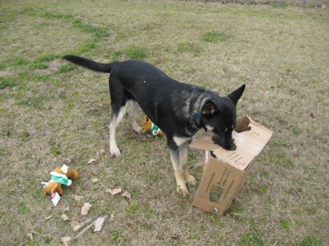 1978 Ford Bronco - A dog investigates a box while plush toys lie nearby on a grassy lawn.