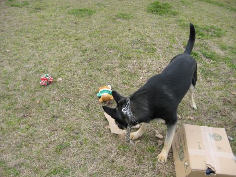 1978 Ford Bronco - A dog investigates a cardboard box in a grassy yard, with a stuffed toy and a ball nearby.