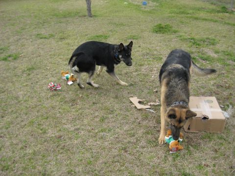 1978 Ford Bronco - Two German Shepherd dogs interact with stuffed toys and a cardboard box in an outdoor grassy area.