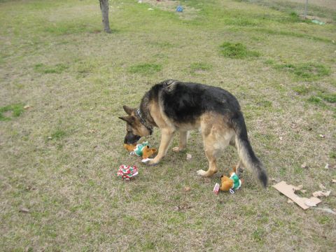 1978 Ford Bronco - A dog plays with its toys in a grassy outdoor area.