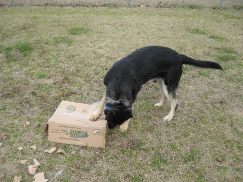 1978 Ford Bronco - A dog investigates a cardboard box in an outdoor setting.