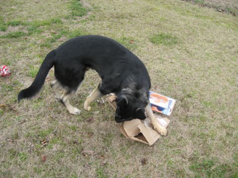1978 Ford Bronco - A dog is interacting with discarded cardboard boxes and packaging on a grassy area.