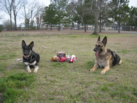 1978 Ford Bronco - Two German Shepherd dogs rest on a grassy field next to a collection of their toys.