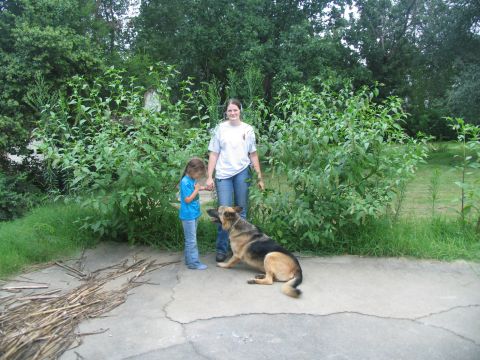 1978 Ford Bronco - A woman and a young girl stand with a German Shepherd dog in an outdoor setting with abundant greenery.