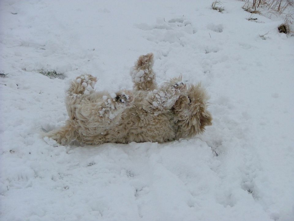 Dog rolling in snow, covered in white flakes