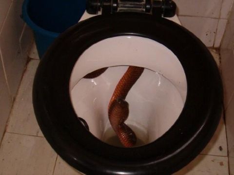 1993 Ford Bronco - A snake is visible inside a toilet bowl, with a blue bucket in the background.