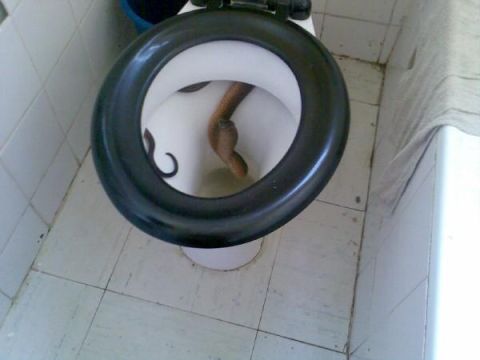 1993 Ford Bronco - A snake is coiled up inside a toilet bowl in a tiled bathroom.