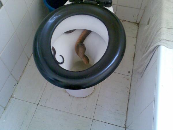 snake in toilet bowl