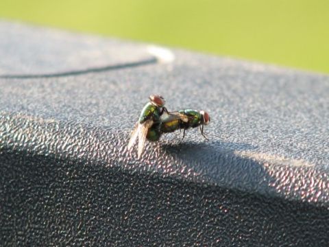 1971 Ford Ranchero - A close-up view of two flies engaged in mating on a dark, textured surface.