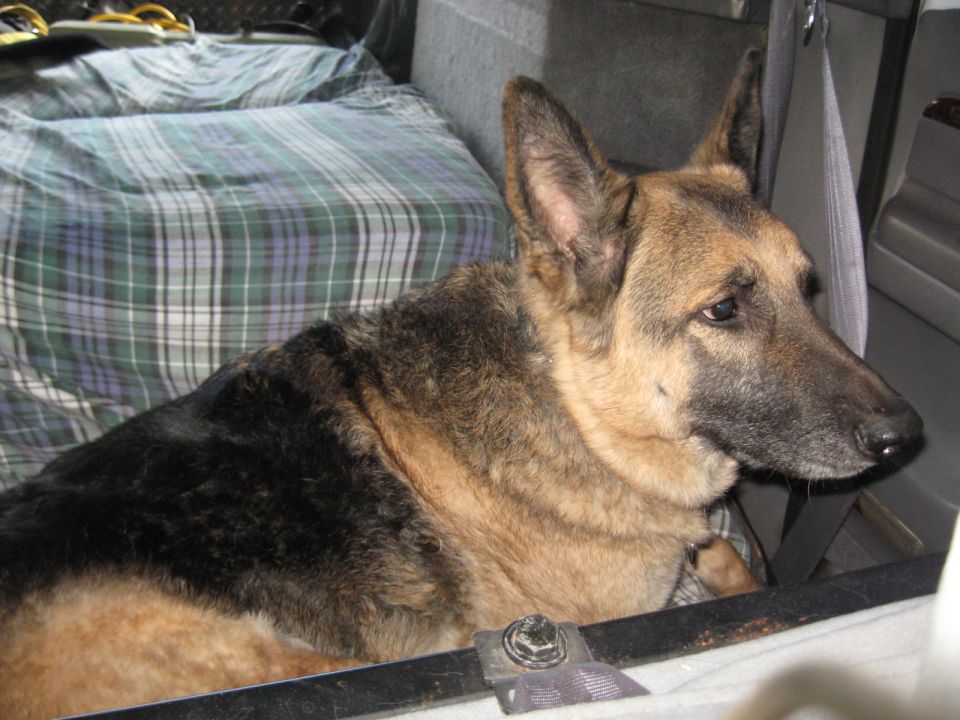 Close-up of a German Shepherd dog lying in a vehicle interior