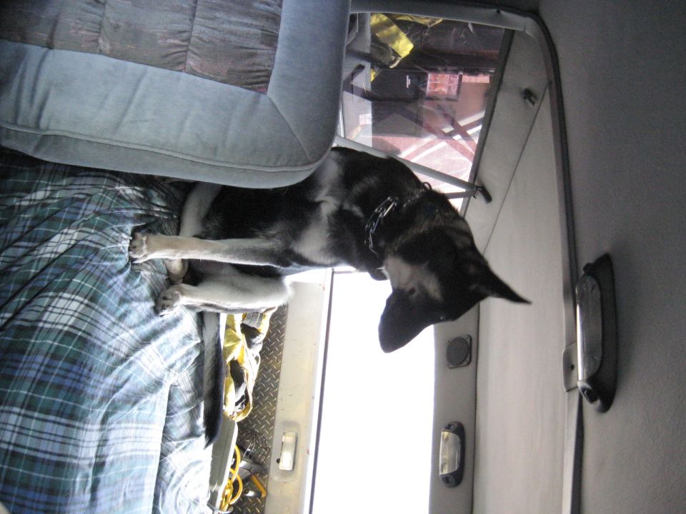 Rotated photo of a German Shepherd dog standing in a truck cab