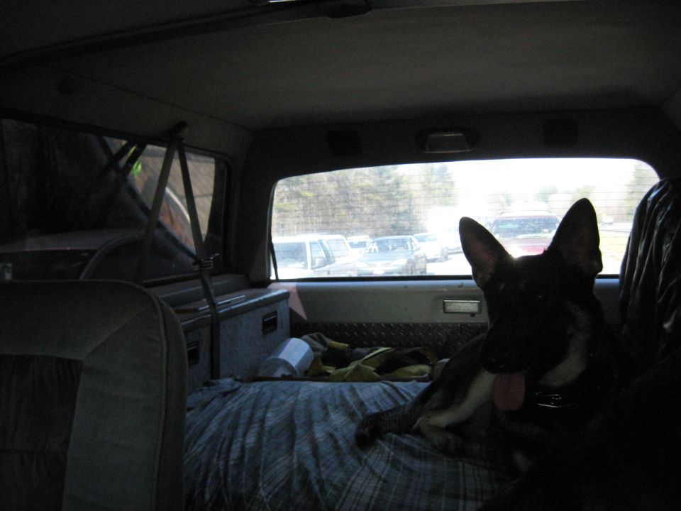 German Shepherd dog in a truck cab with a parking lot through the window