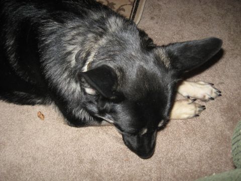 1978 Ford Bronco - A dog rests on a carpet, its paws visible beneath its head.
