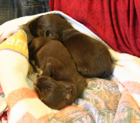 1976 Ford Ranchero - Three puppies are sleeping together, covered by blankets.
