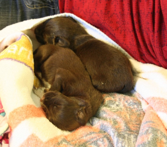 Three brown puppies sleeping bundled in blankets